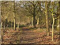 Path on the Thornham Estate in Thornham Magna