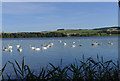 Swans on the Loch of Skene in AB32 6YJ
