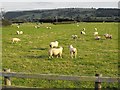 Sheep opposite Ffinnant farm in SY17 5QE