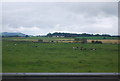 Cattle by the A74(M) in DG11 1HA