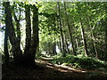 Footpath up a wooded hillside in S12 3YD