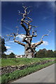 Dead Tree at Neston Park in SN12 8JS