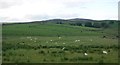 Sheep grazing rough pasture in LL24 0TW