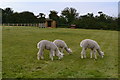 Alpacas grazing beside the footpath in SP5 1PY