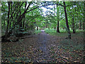 Path In Brookmeadow Wood in EN9 2AP