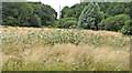 Uncut Field at Trent Park for wildlife, London, N14 in EN4 0PS