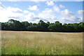 Grassland, Tilsey Farm in GU6 8JJ