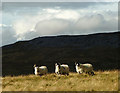 Swaledale sheep on Murton Fell in CA16 6ND