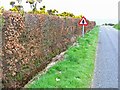 Beech hedge near Port of Spittal in DG9 9AE