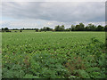 Potato field near Worlington in IP28 8RY