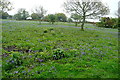 Bluebells off the path in TQ10 9EQ
