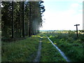 Cleared trees to the right of bridleway 493 in Linchball Wood in PO18 0RU