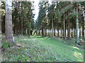 Forestry track in Linchball Wood in PO18 0RU