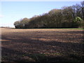 Hackwood Copse in SP11 6AH
