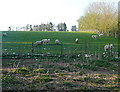 Sheep at Troedyrharn in LD3 9SP