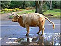 A Highland cow takes a comfort break in the New Forest, Hampshire in SP5 2DW