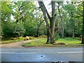 The track to Lord's Oak, New Forest, Hampshire in SP5 2DW