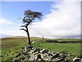 Old pine tree on Broadlee Hill in TD7 4PG