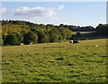 Sheep pasture near Roaringhouse Farm, Fetcham Downs in KT23 4PG