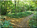 Path in Walderslade Woodlands in ME5 9RE