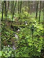 Stream down Cowridge Bottom in TA22 9BG