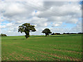 Cultivated fields east of Wymondham Road in NR16 1BJ
