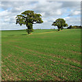 Trees along field boundary east of Wymondham Road in NR16 1BJ