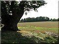 View across stubble by Flordon Hall in NR15 1RT