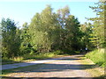Cycle path through Pembrey Forest in SA16 0HZ