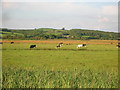 Cattle grazing on drained farmland at Pinged Marsh in SA16 0JE