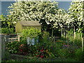 May blossom at Ringwould allotments in CT14 8DL