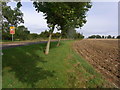 Roadside trees,  Buckle Street,  Bickmarsh in B50 4PB