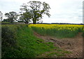 Oil seed rape at Longbarn in NP7 9BN
