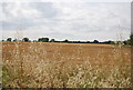 Wheat field, Canewdon Rd in SS4 3DU