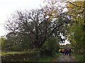 An ancient yew tree, Loch Lomond National Nature Reserve in G83 8NJ