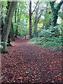 Path through the trees by Plantation Lane in LU7 0DZ