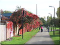 Autumn colour, Bedford in MK40 4FR