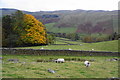 Sheep above Dentdale in Sedbergh and Kirkby Lonsdale Ward