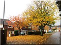 Autumn colours, Fountains Close in NE38 7TN