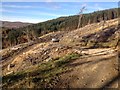 Felling activity near Inveraray in PA32 8XG