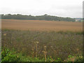 View towards Dean Heath Copse in RG25 2DJ