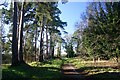 Track on Barnhamcross Common in Thetford Burrell Ward