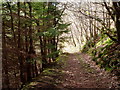 Footpath through Coed y Nant in LL15 2BS