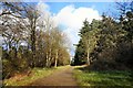 Track into Thetford Forest in IP27 0TG