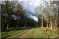 Track into Thetford Forest in IP27 0TE
