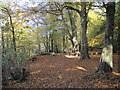 Bromborough Wood in Autumn in CH63 9JZ