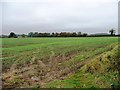 Emerging crop alongside the road to Carlbury in High Coniscliffe