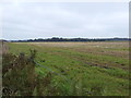 Three Acre Plantation, as seen across farmland in Beccles & Worlingham Ward