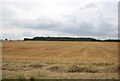 Farmland south of Paglesham Rd in SS4 2DG