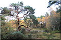 Interesting Scots Pine at Crannoch-hill Loch in AB56 4SQ